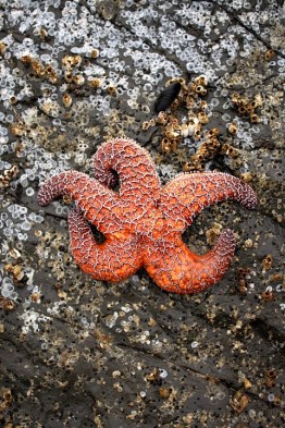 starfish-1311011_960_720